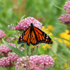 75 RED SWAMP MILKWEED Asclepias Incarnata Flower Seeds