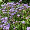 100 PURPLE MISTFLOWER (Hardy or Wild Ageratum) Eupatorium Coelestinum Blue Flower Seeds