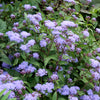 100 PURPLE MISTFLOWER (Hardy or Wild Ageratum) Eupatorium Coelestinum Blue Flower Seeds
