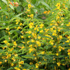 300 Yellow PARTRIDGE PEA (Sleeping Plant / Sensitive Pea) Chamaecrista Fasciculata Flower Seeds