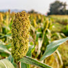 Top 76-6 Sorghum Bicolor Syrup Flour Grain Vegetable Seeds – photo 8