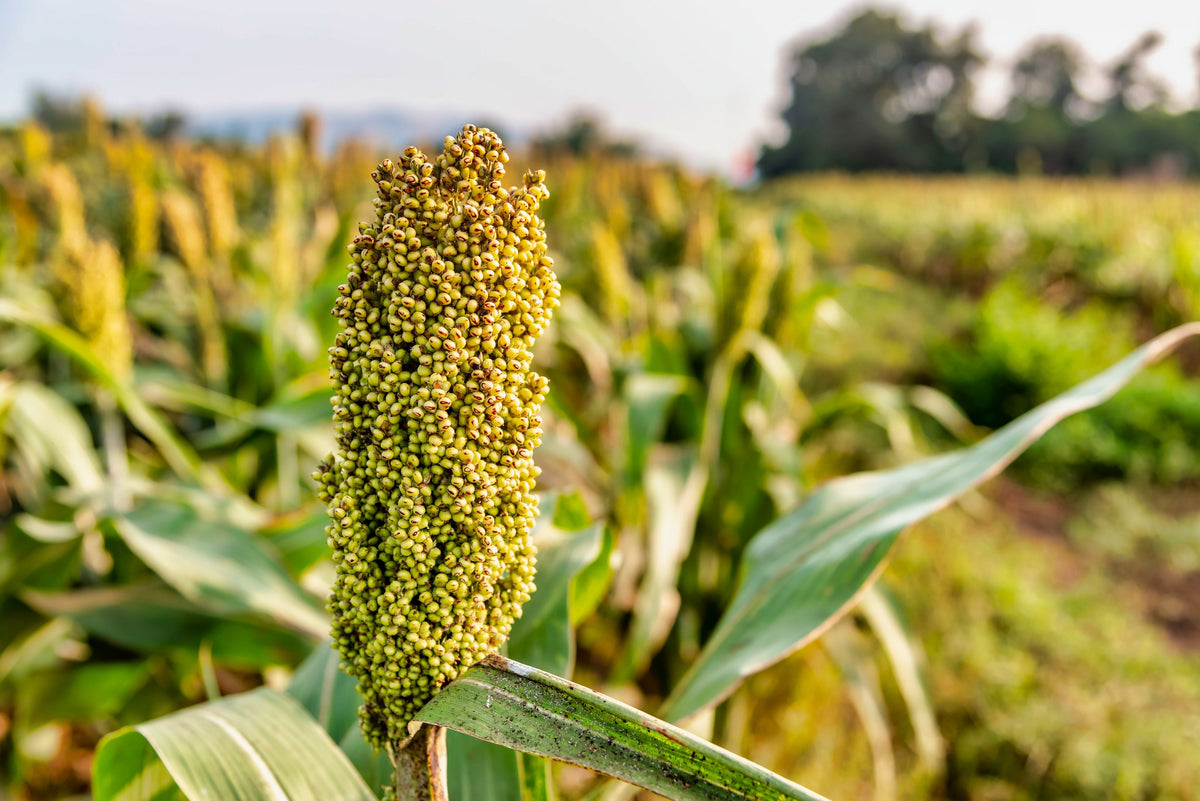 Top 76-6 Sorghum Bicolor Syrup Flour Grain Vegetable Seeds – photo 8