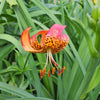 10 LEOPARD LILY California Tiger Lily Panther Lilium Pardalinum Yellow Orange Red Spotted Native Flower Seeds