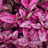 10 Dwarf ROSE Pink POLKA DOT PLANT Splash Select Hypoestes Phyllostachya Flower Houseplant Seeds