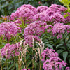 20 HEMP AGRIMONY Eupatorium Cannabinum Raspberries & Cream Flower Seeds