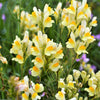 500 BUTTER & EGGS TOADFLAX Linaria Vulgaris Wild Snapdragon Bicolor Yellow Flower Seeds