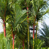 10 Red LIPSTICK PALM Sealing Wax Palm Cyrtostachys Renda Tree Houseplant Seeds