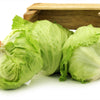 3000 ICEBERG HEAD LETTUCE Lactuca Sativa Vegetable Seeds