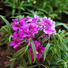 500 MIXED ELEGANT CLARKIA Mountain Garland Elegans Pink Purple Red Mix Flower Seeds