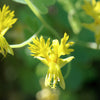 10 CANARY CREEPER NASTURTIUM Vine Tropaeolum Peregrinum Yellow Canarybird Flower Seeds