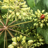 50 FEMALE GINSENG Dong Quai Chinese Angelica Sinensis Herb White Flower Seeds