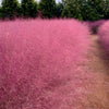 40 PINK MUHLY GRASS Cotton Candy Grass Muhlenbergia Capillaris Native Seeds