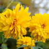 50 SUMMER SUN SUNDROPS Yellow Heliopsis Scabra False Sunflower Flower Seeds