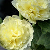50 SUMMER CARNIVAL HOLLYHOCK Double Mixed Colors Red Pink White Yellow Peach Alcea Rosea Flower Seeds