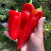300 ANAHEIM CHILI PEPPER (New Mexico Chili Pepper) Capsicum Annuum Vegetable Seeds