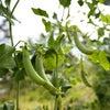 Sugar Ann Pea Seeds – Stringless Sweet Green Snap Pisum Sativum Vegetable – photo 4