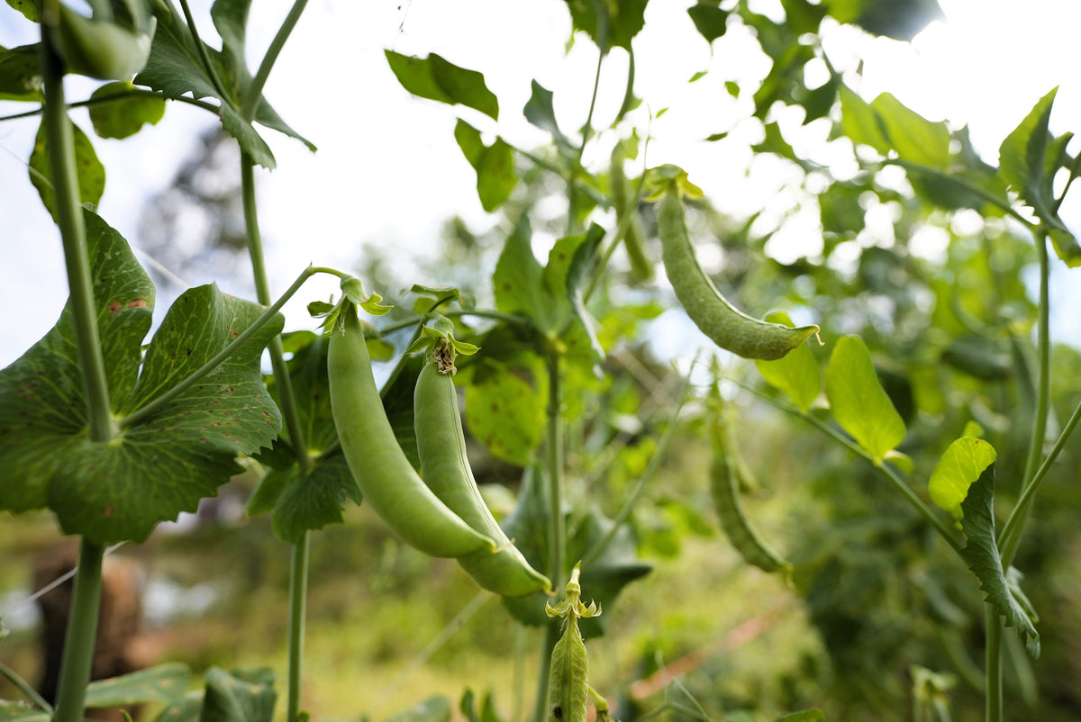 Sugar Ann Pea Seeds – Stringless Sweet Green Snap Pisum Sativum Vegetable – photo 4