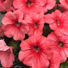 25 SALMON PETUNIA Grandiflora Flower Seeds
