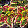 Mixed Colors Coleus Rainbow Mix Seeds – Shade Houseplant Solenostemon Flower – photo 11