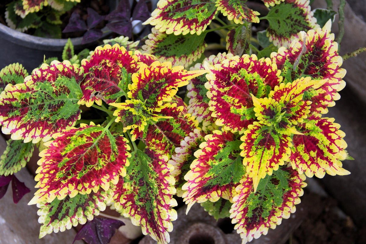 Mixed Colors Coleus Rainbow Mix Seeds – Shade Houseplant Solenostemon Flower – photo 11