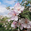 25 PARADISE APPLE Red Delicious Common Malus Pumila Domestica Fruit Tree Seeds