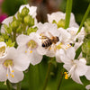 50 WHITE Polemonium Caeruleum JACOB'S LADDER Flower Seeds