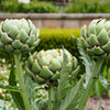 75 GREEN GLOBE ARTICHOKE Cynara Scolymus Vegetable Seeds