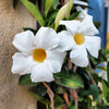 5 CHILEAN JASMINE / MANDEVILLA Laxa White Fragrant Flower Vine Seeds