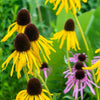 100 YELLOW CONEFLOWER Ratibida Pinnata Flower Seeds