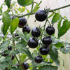Black Cherry Tomato Seeds – Black Skin Sweet Round Lycopersicon Fruit Vegetable