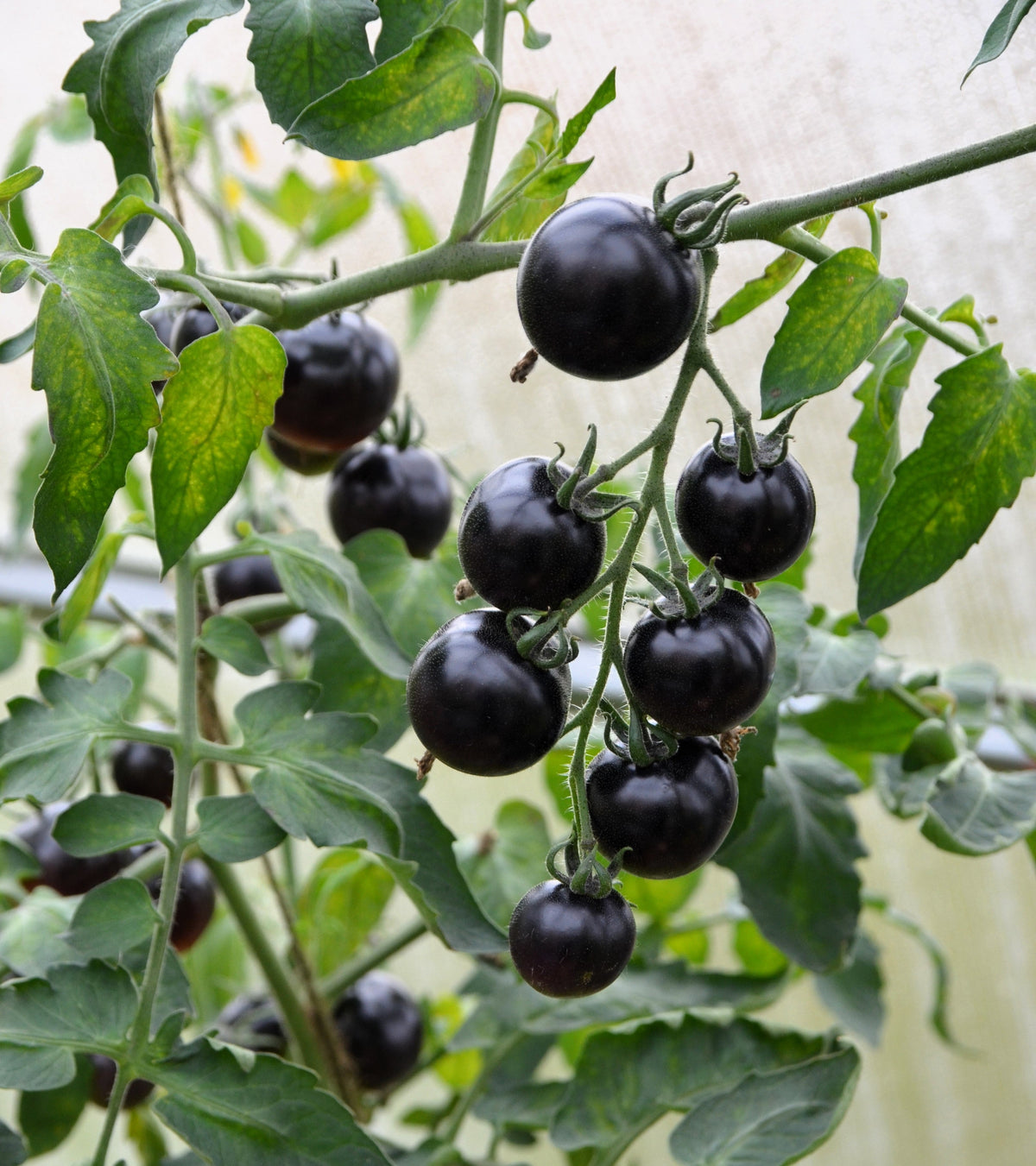 Black Cherry Tomato Seeds – Black Skin Sweet Round Lycopersicon Fruit Vegetable