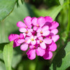 1000 ROSE CARDINAL CANDYTUFT Iberis Umbellata Flower Seeds