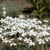 1500 SNOW IN SUMMER (Chickweed) Cerastium Biebersteinii Flower Seeds