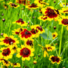 1000 PLAINS COREOPSIS (Golden Tickseed) Coreopsis Tinctoria Flower Seeds