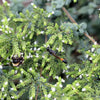 500 GREEK OREGANO Italian / Winter Marjoram Origanum Vulgare Hirtum Herb Seeds