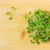 500 SPARKLER WHITE Tip RADISH Sweet European Red Raphanus Sativus Vegetable Seed