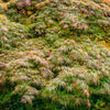 10 WEEPING LACELEAF MAPLE Japanese Acer Palmatum Dissectum Green Yellow Red Tree Seeds