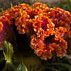 100 CORAL GARDENS Mix CELOSIA Cockscomb Celosia Argentea Cristata Flower Seeds