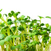500 JAPANESE MINOWASE RADISH Huge Daikon White Raphanus Sativus Vegetable Seeds