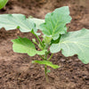 50 Green AO DAIMARU EGGPLANT Solanum Melongena Japanese Asian Aubergine Fruit Vegetable Seeds