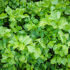 1000 TALL UTAH CELERY Apium Graveolens Dulce Vegetable Seeds