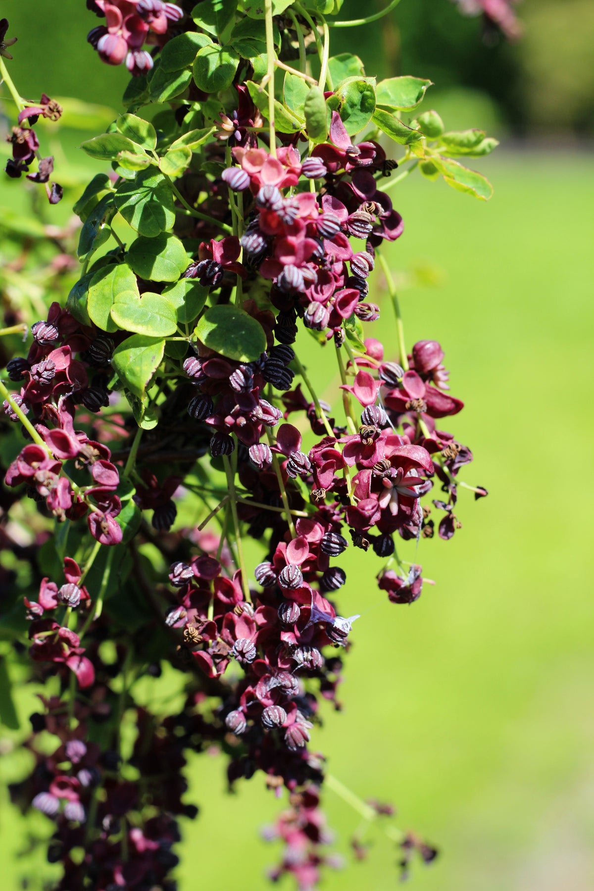 Chocolate Vine Seeds – Edible Fruit Akebia Trifoliata Flower Ornamental Climber – photo 13