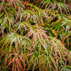 10 WEEPING LACELEAF MAPLE Japanese Acer Palmatum Dissectum Green Yellow Red Tree Seeds