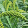 50 LIMELIGHT SPRAY MILLET Light Lime Green Flower Setaria Italica Grass Seeds