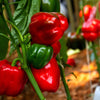 150 Yolo Wonder Sweet RED BELL PEPPER Capiscum Annuum Vegetable Seeds