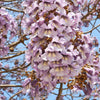 400 Royal PAULOWNIA EMPRESS TREE Tomentosa Flower Seeds
