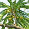 10 INDIAN GOOSEBERRY Phyllanthus Emblica Emblic Edible Fruit Tree Seeds