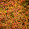 10 WEEPING LACELEAF MAPLE Japanese Acer Palmatum Dissectum Green Yellow Red Tree Seeds