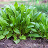 200 LARGE LEAF SORREL (Garden Sorrel / Spinach Dock / Redshank) Rumex Acetosa Vegetable Seeds