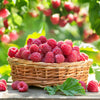 Red Raspberry Seeds – Rubus Idaeus Fruit Bush Vine – photo 7